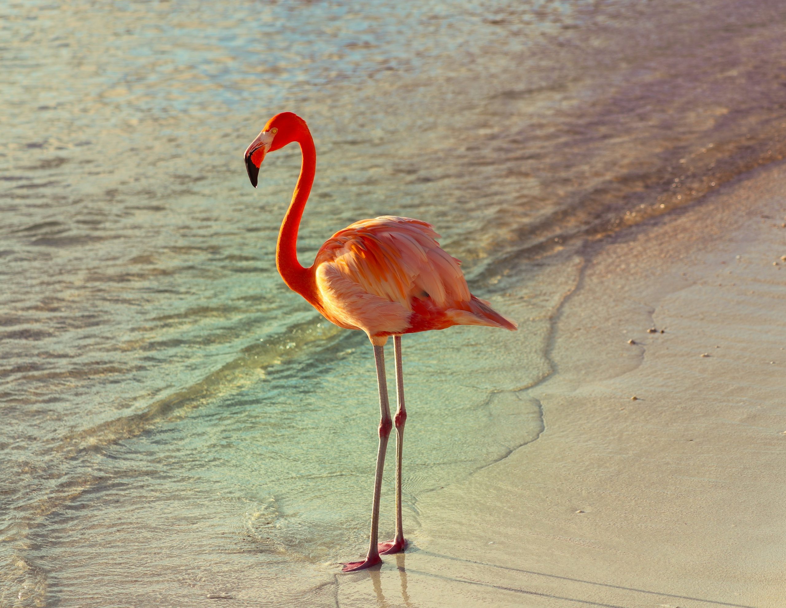 Flamingo